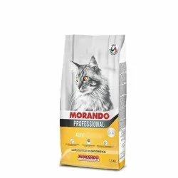 Miglior gatto