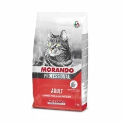 Miglior gatto