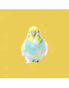 Oiseaux